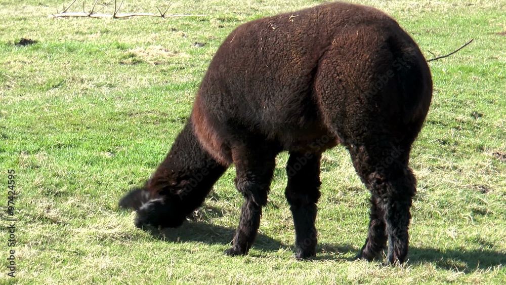 brown alpaca grazing on meadow
brown alpaca grazing on meadow