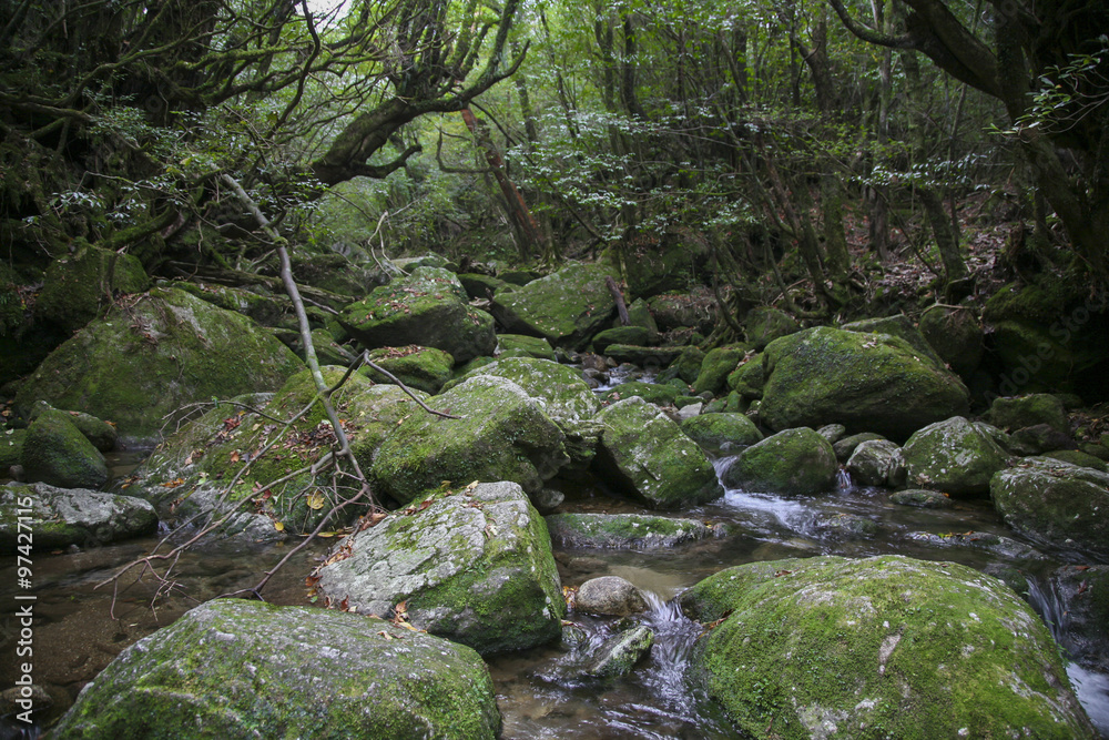 A river in the forest of Yakushima