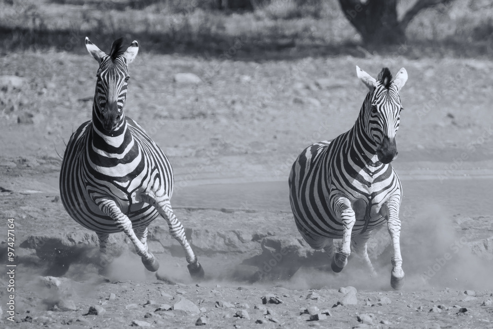 Fototapeta premium Herd of zebra fleeing from danger at dusty waterhole artistic co