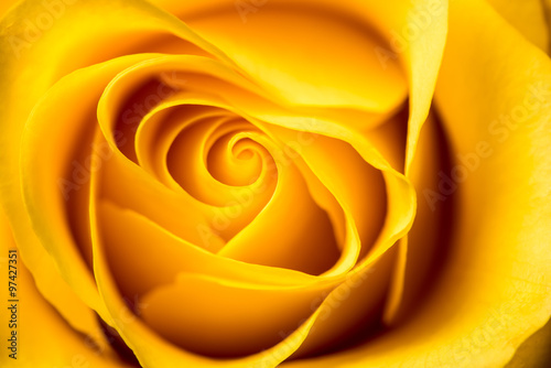 Yellow Rose. Yellow rose petals closeup.