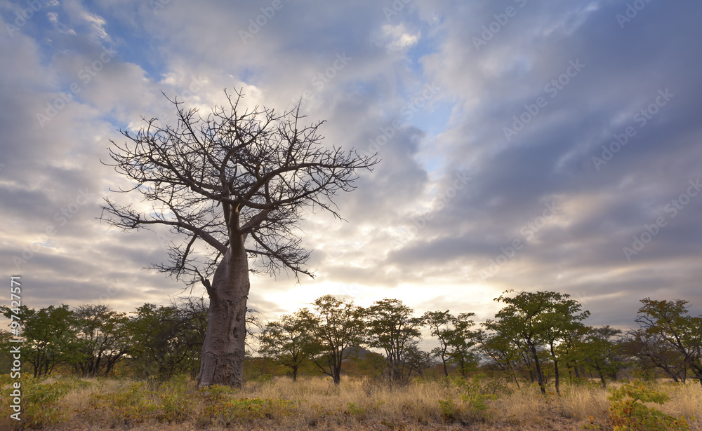 Fototapeta premium Large baobab tree without leaves at sunrise with cloudy sky