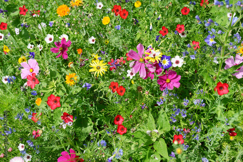 wild flowers on green meadow