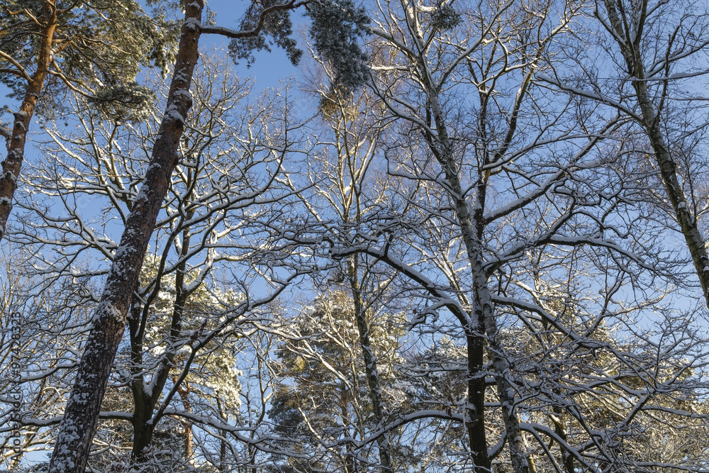 Obraz premium Wald im Winter, forest in winter