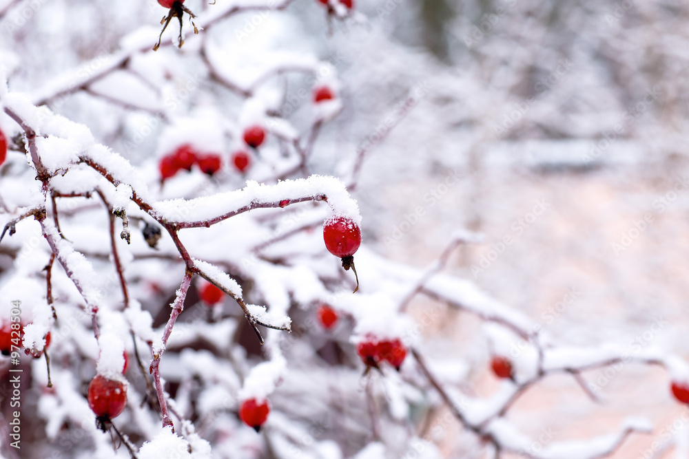 bush rose hips under the snow in the winter