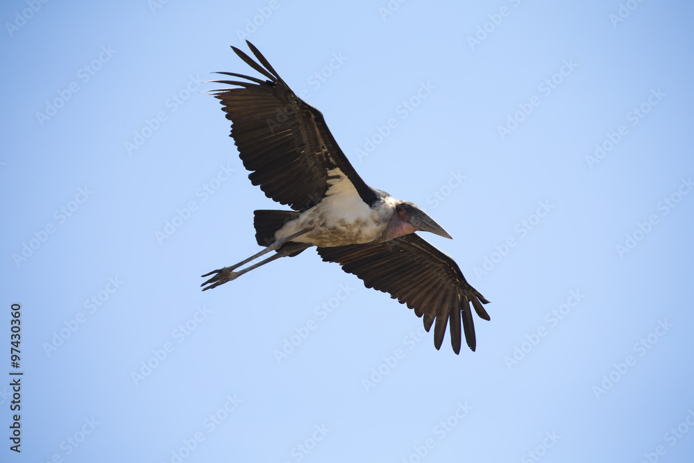 Marabou stork fly and glide in blue sky