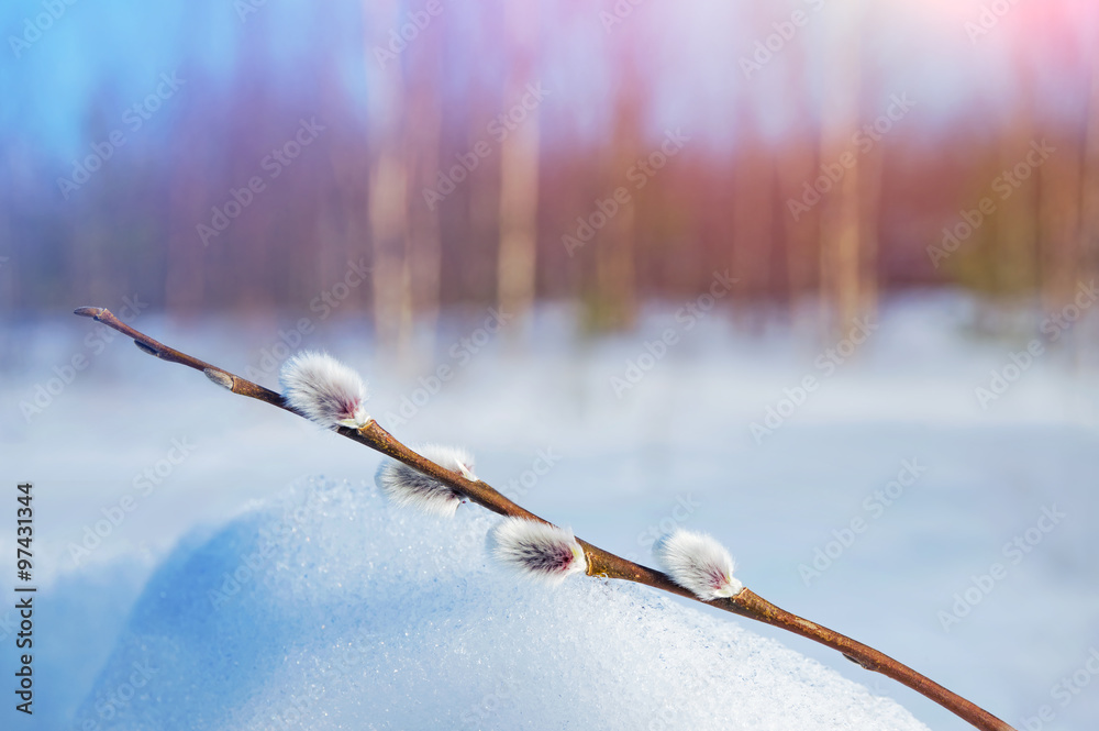Naklejka premium Background with branches of willow with catkins on the snow