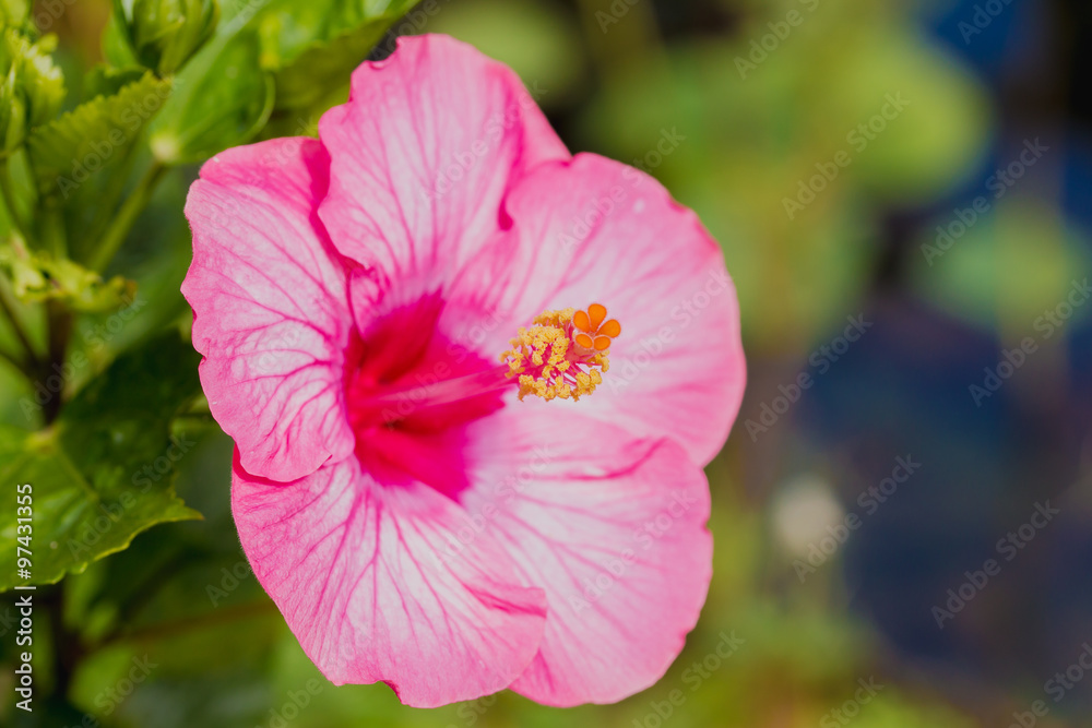 pink Hibiscus rosa-sinensis flower or China rose pink Hibiscus rosa-sinensis flower or China rose
