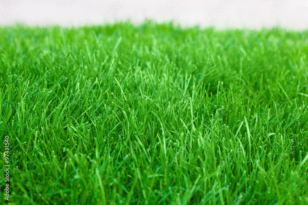 fresh spring lawn green grass for background fresh spring lawn green grass for background