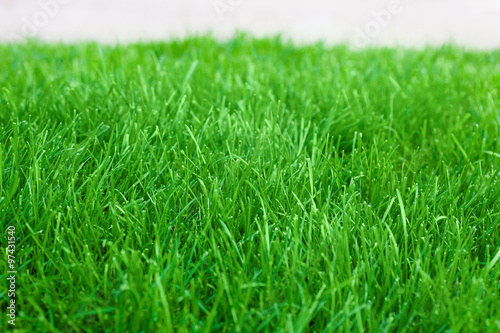 fresh spring lawn green grass for background