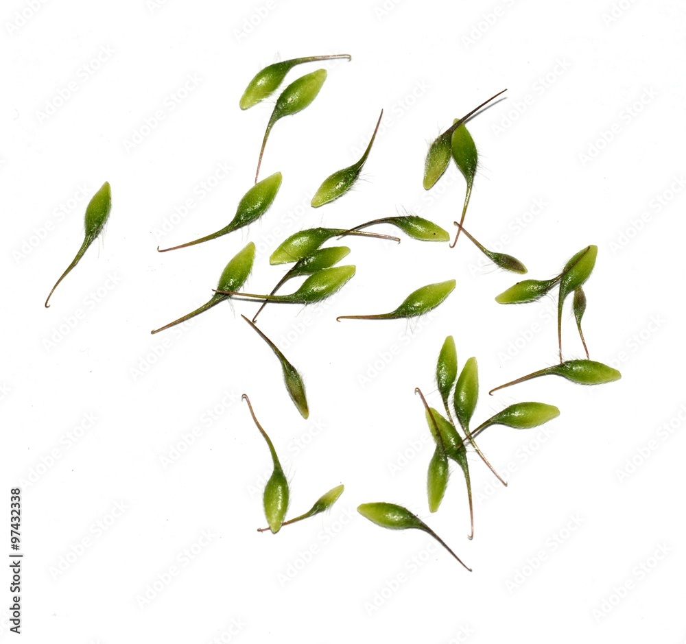 Seeds with hooks from a wood avens plant Stock Photo Adobe Stock