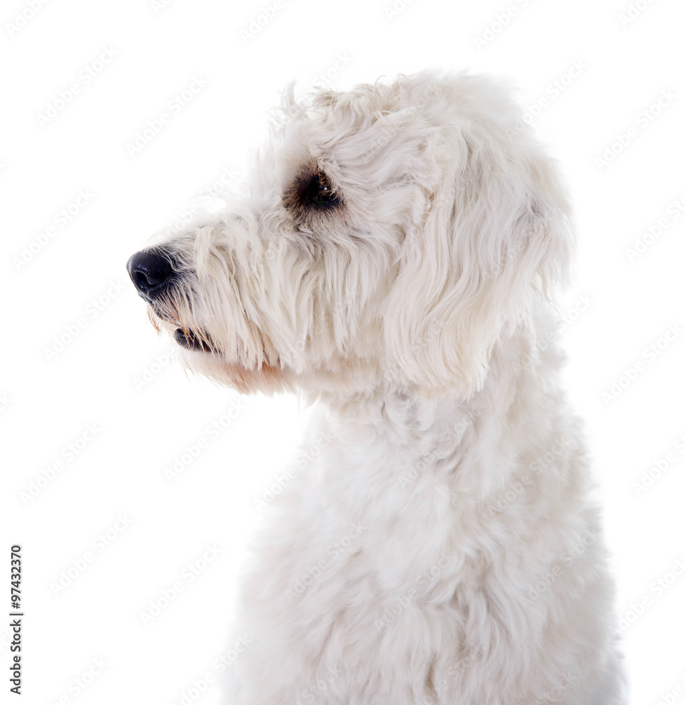 Golden Doodle im Profil Golden Doodle im Profil