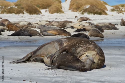 Southern Elephant Seals (Mirounga leonina) mating on a sandy beach on Sealion Island in the Falkland Islands.