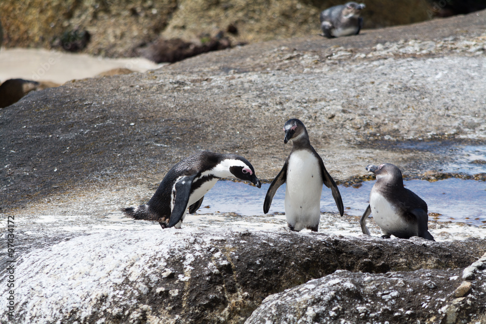 Obraz premium Penguins at Colony in South Africa