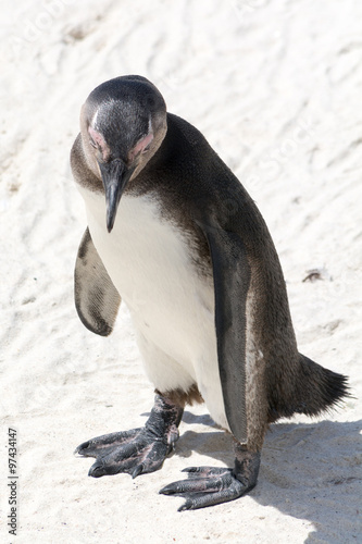 Penguins at Colony in South Africa