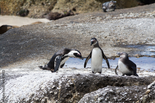 Penguins at Colony in South Africa