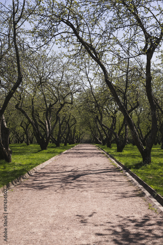 Desert path in an apple-tree garden. Desert path in an apple-tree garden.