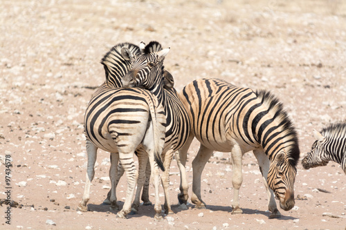 Zebra in Etosha National Park, Namibia