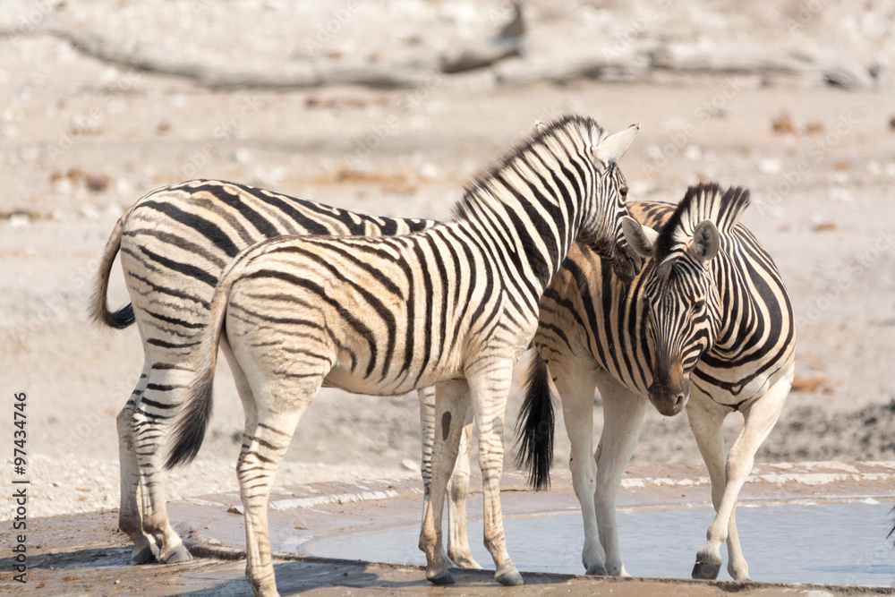 Zebra in Etosha National Park, Namibia Zebra in Etosha National Park, Namibia