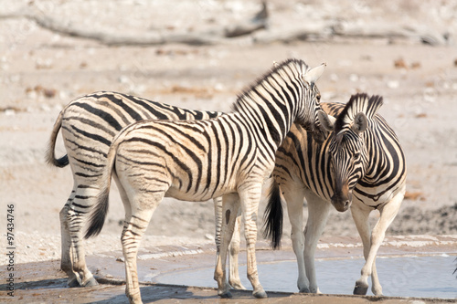 Fototapeta Naklejka Na Ścianę i Meble -  Zebra in Etosha National Park, Namibia