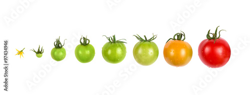 tomato growth evolution progress set isolated on white background