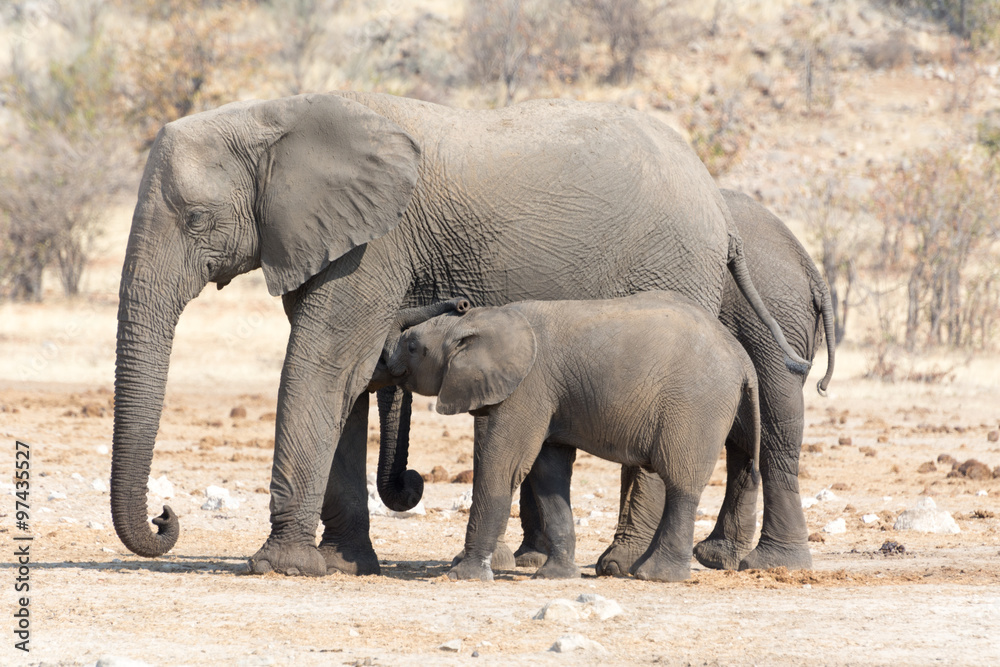 Elephant Cow and Calw in Namibia Elephant Cow and Calw in Namibia