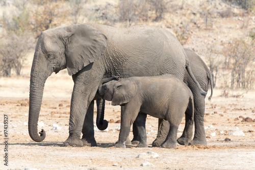 Elephant Cow and Calw in Namibia