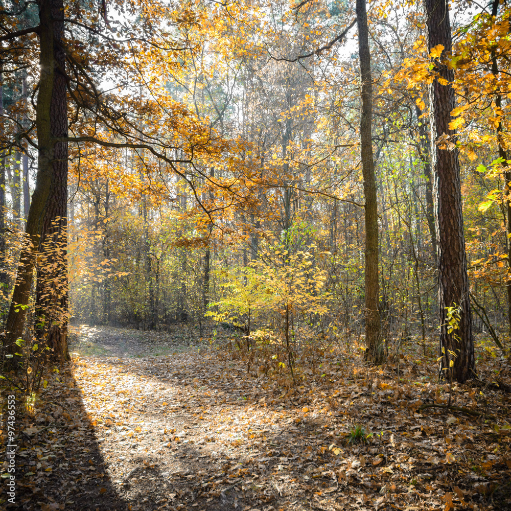 Obraz premium forest