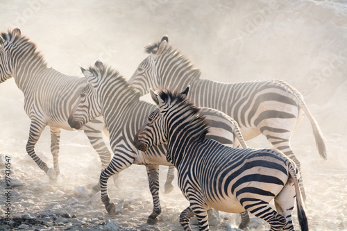 Zebras running, namibia, africa