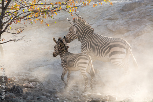 Zebras running  namibia  africa