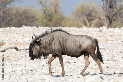 Blue Wildebeest in namibia, africa