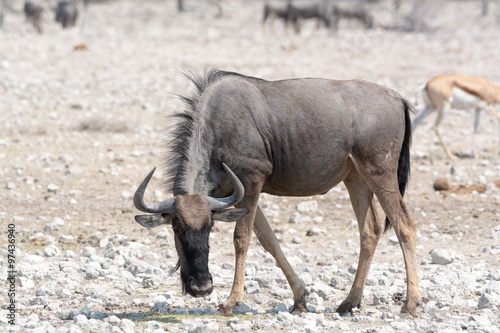 Blue Wildebeest in namibia  africa