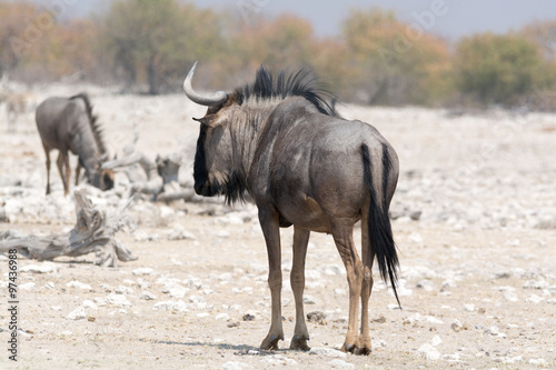Blue Wildebeest in namibia  africa
