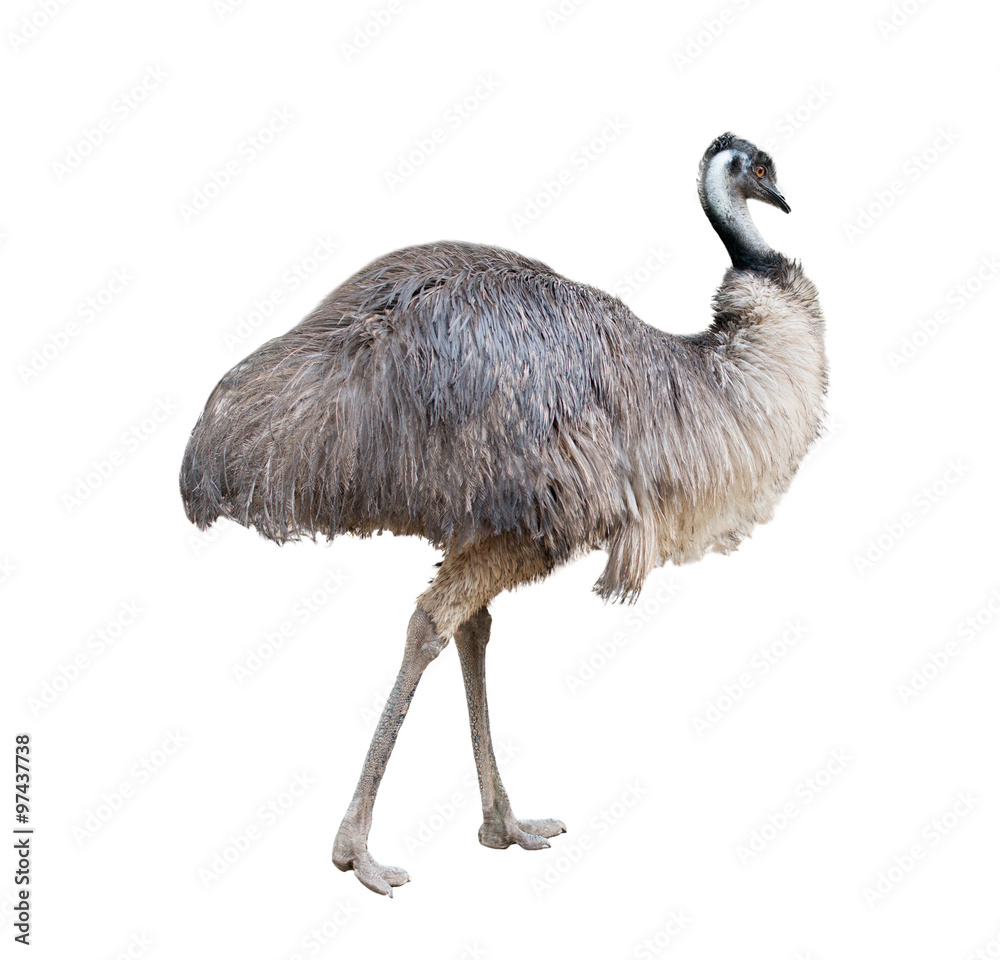Fototapeta premium emu isolated on white background