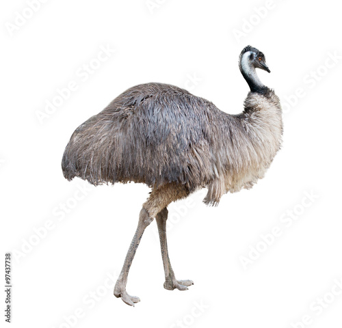 emu isolated on white background photo