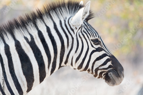 Zebra Portrait © Friedemeier