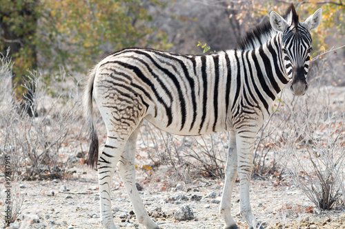 Zebra Portrait