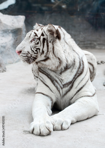 Fototapeta Naklejka Na Ścianę i Meble -  white bengal tiger