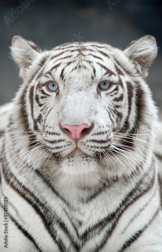 Fototapeta Naklejka Na Ścianę i Meble -  white bengal tiger