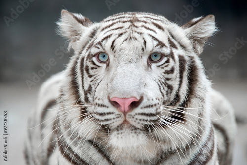 Obraz na płótnie Biały tygrys bengalski