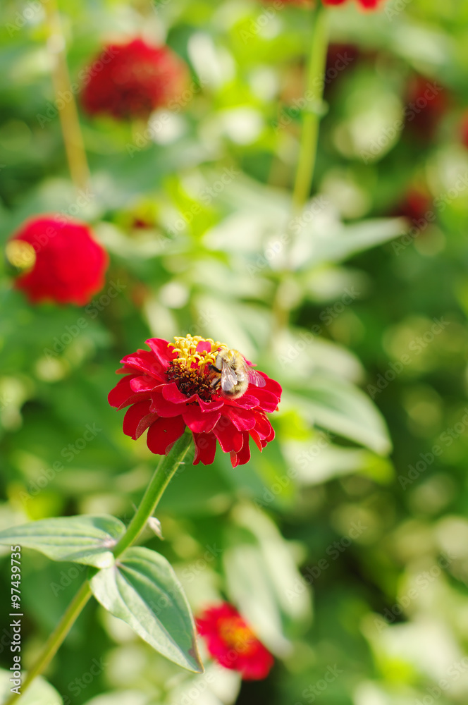  flower of red zinnia with bee  closeup