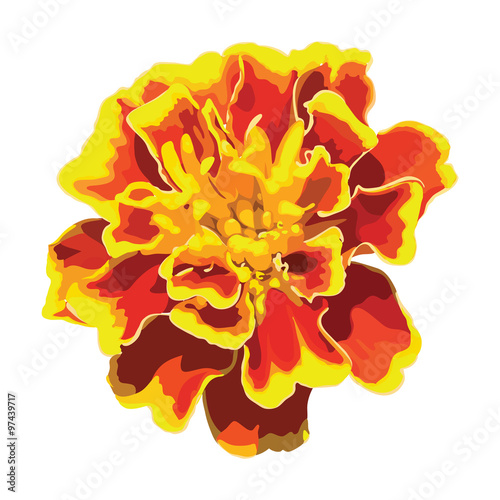 Marigold flower. Vector
