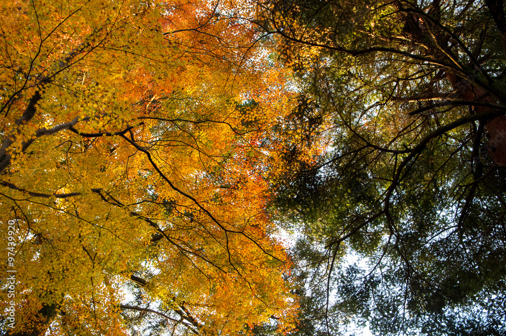 紅葉のせめぎあい 紅葉のせめぎあい