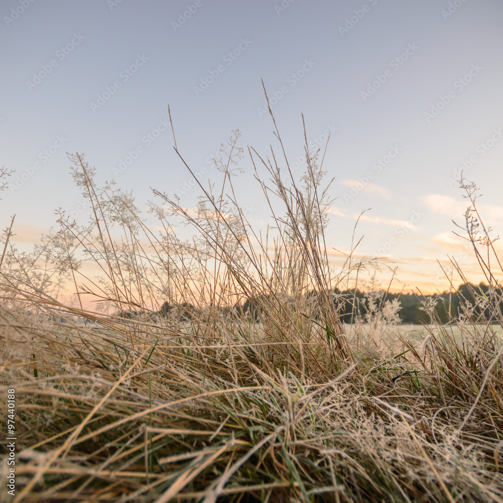 Obraz premium wild plant