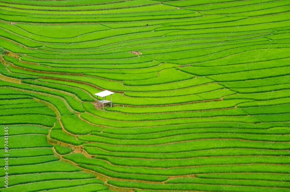 Fototapeta premium argriculture of green terraced rice fields in mountain of sapa vietnam in aerial view 
