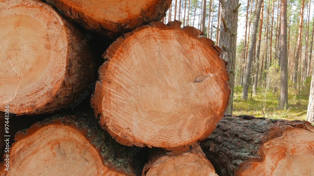 Felled tree trunks in the forest Felled tree trunks in the forest
