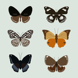 collection of realistic butterfies, animal vector illustration,