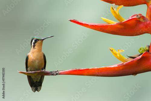 Kolibri Costa Rica photo