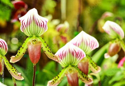 Fototapeta Naklejka Na Ścianę i Meble -  Paphiopedilum orchid flowers in the park, Thailand.