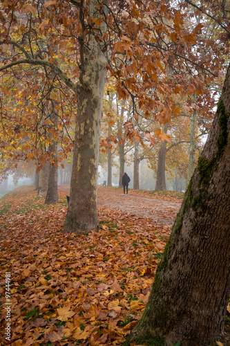 Man walks along a trial with plane trees with yellow leaves in a foggy autumn morning - Ferrara, Italy