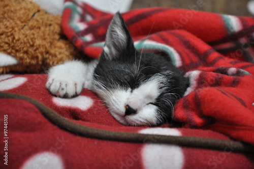 眠りについた子猫